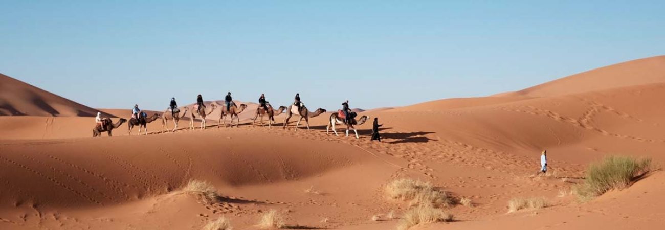 Camel Safari